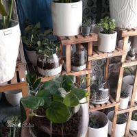 فروش گل قاشقی سبز / اصفهان / دروازه تهران