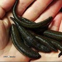 شماره تلفن زالو درمانی / اصفهان / اتوبان خرازی