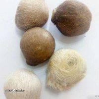 مشک-آهو