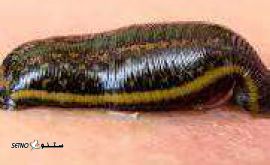 زالو