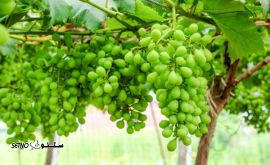 غوره تازه اصفهان
