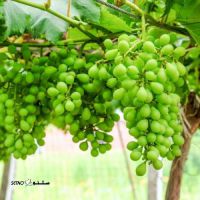 غوره تازه اصفهان