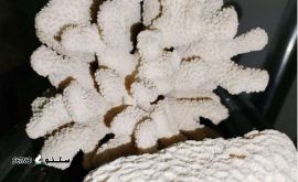 rqClbOqa3PZj0TwNDGnLTg11NVSJMyibRCnLSuWUBh7PodAJ1A