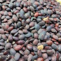 فروش حب القلت یا حب القلقل در اصفهان 82925_82923_82921_-_1759653887_1759654114_thb