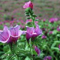 گیاه دارویی