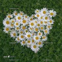 گیاه دارویی