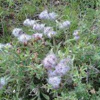 گیاه دارویی