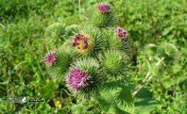 گیاه دارویی