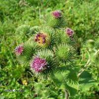 بهترین داروی ضد سنگ در عطاری صانعی خیابان رودکی گیاه دارویی