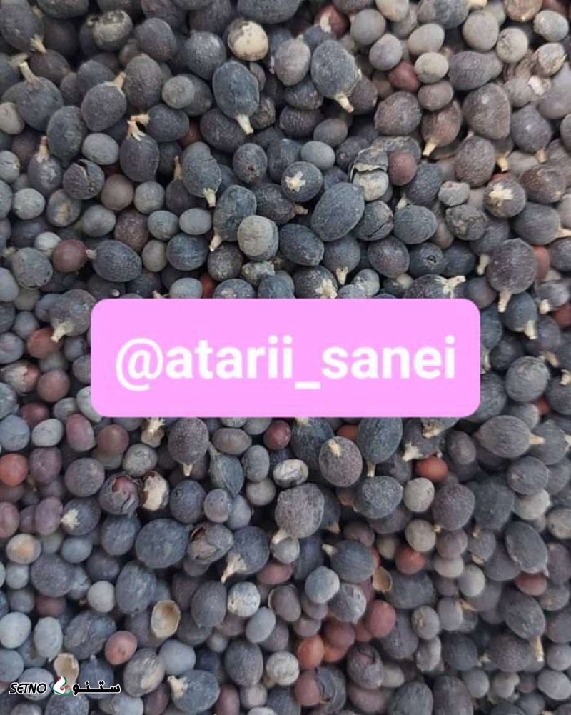 فروش میوه گیاه نخل اره ای در اصفهان