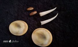 ۲۰۲۱۱۲۱۷_۱۲۴۵۰۵-scaled