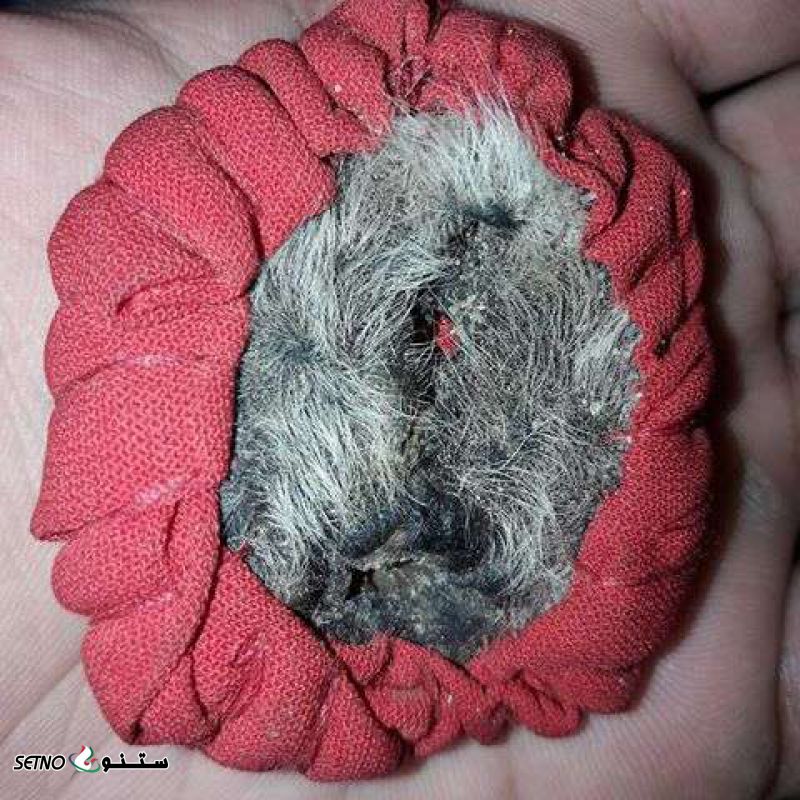 فروش ناموس کفتار اصل در اصفهان