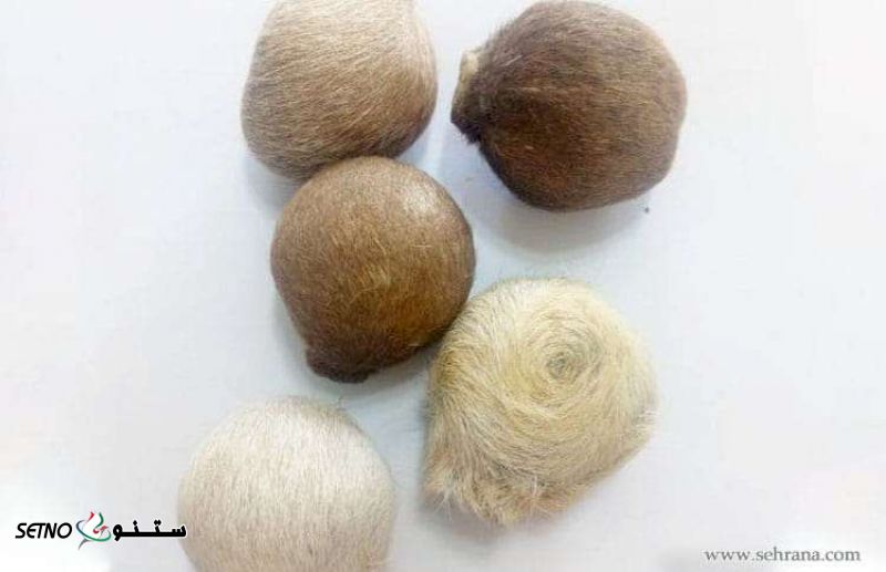 فروش ناف آهو در اصفهان