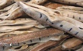 ماهی-سمنقور-1