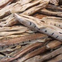 ماهی-سمنقور-1