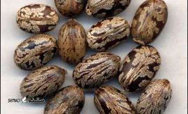 d8db6e96320d4f35bc609705f05109b6