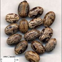 d8db6e96320d4f35bc609705f05109b6