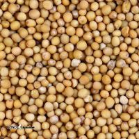 Sa_yellow_mustard